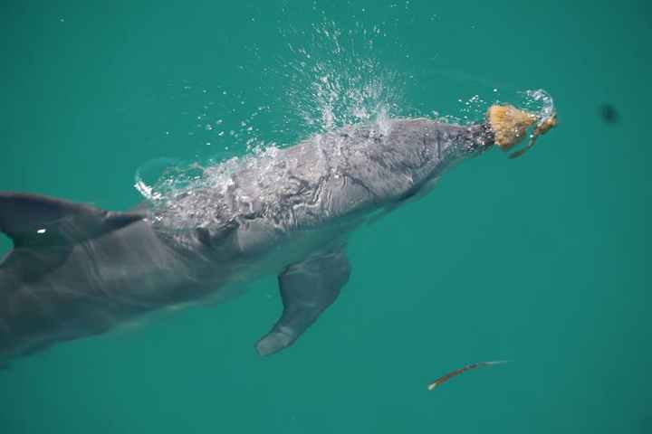 Dolphin swimming underwater with an octopus on its snout.