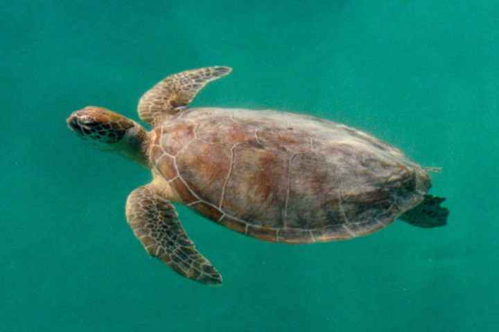 Sea turtle swimming underwater in clear blue water.