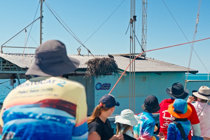 Group of people on a boat looking at a large bird's nest on a waterfront building.