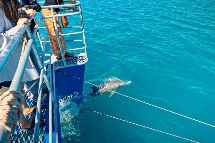 People on a boat watching a dolphin swimming in clear blue water.