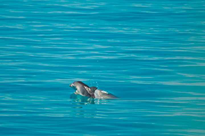 Two dolphins swimming together in clear blue water.