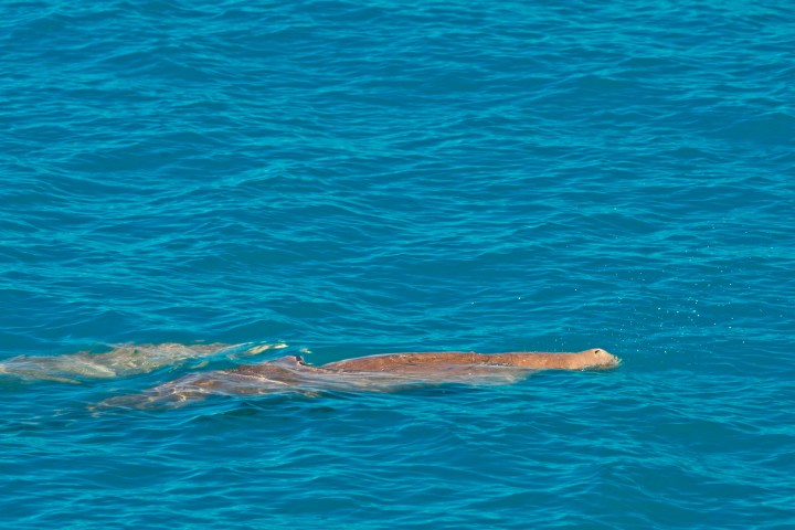 Manatee swimming in clear blue water, with bubbles surfacing.