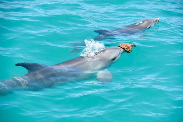 Two dolphins swimming in turquoise water, one carrying a coral piece.