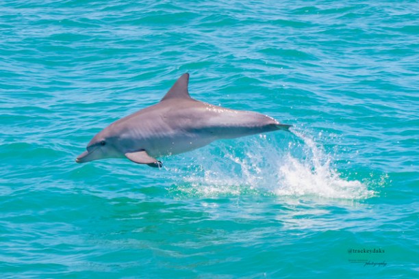 Dolphin leaping out of turquoise ocean water, creating a splash.