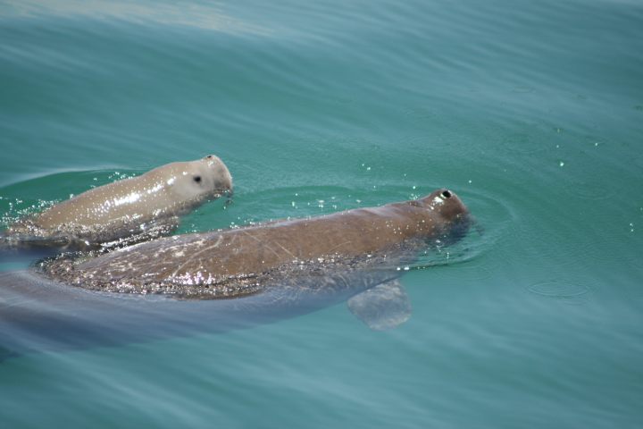 A mother and baby dugong swimming in clear blue water.