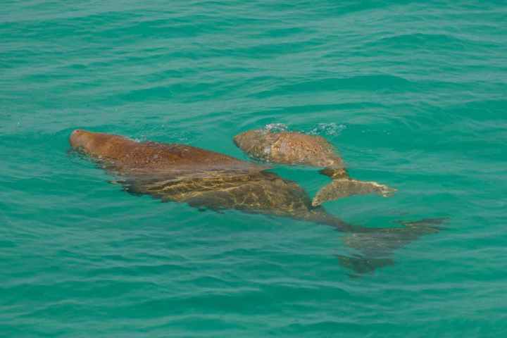 Two dugongs swimming in clear turquoise water.