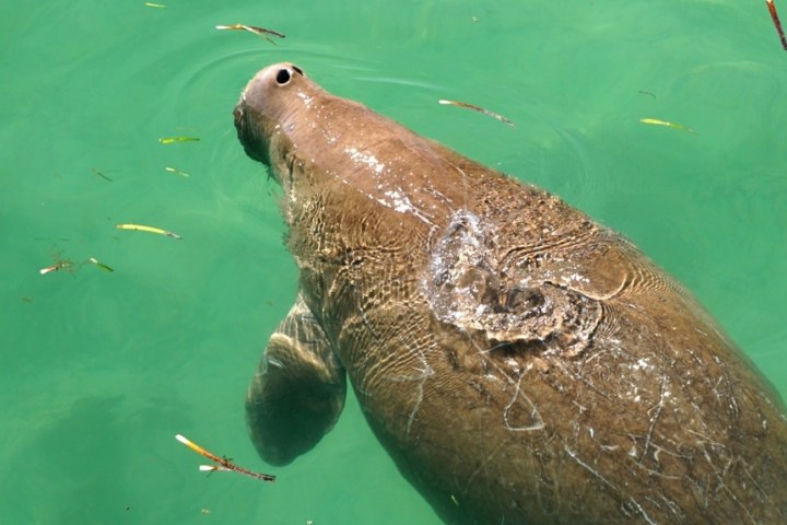 Manatee swimming in clear green water with scattered leaves.