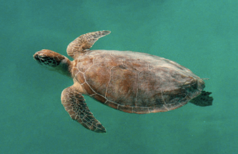 Monkey Mia Marine Life Cruise Image 3