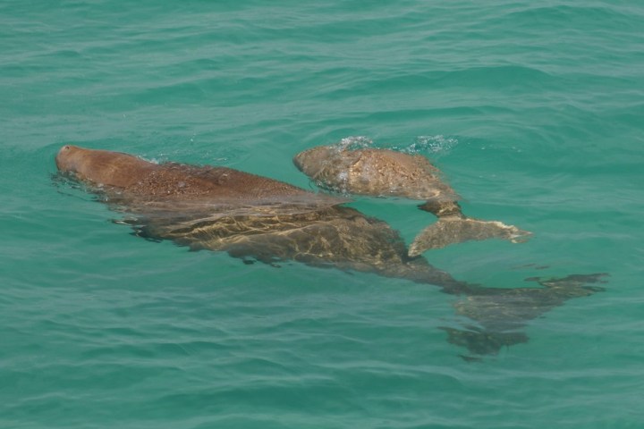 Two dugongs swimming in clear turquoise water.