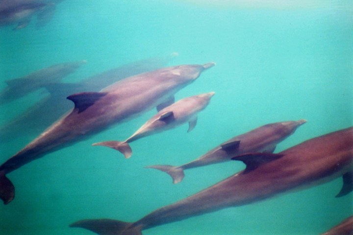 A group of dolphins swimming underwater in clear blue-green water.