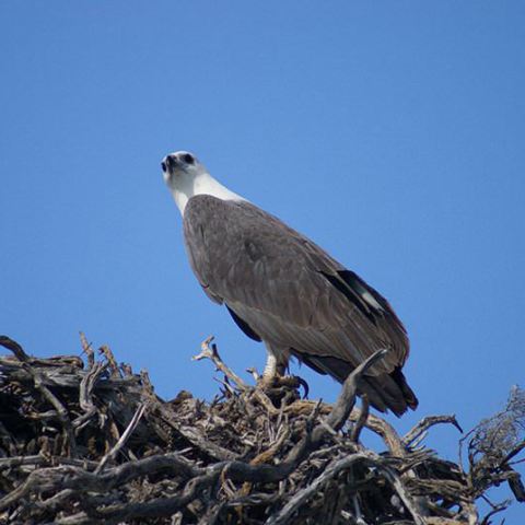a small bird perched on a tree branch
