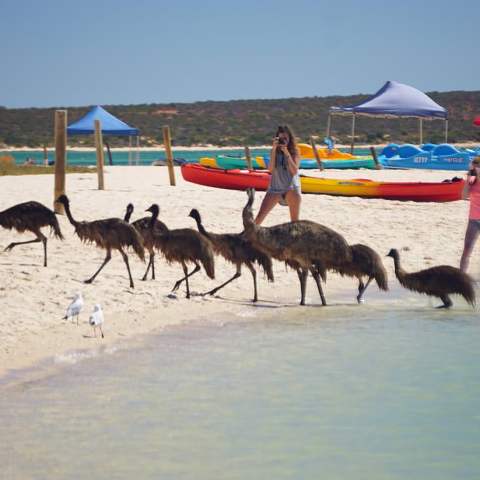 a herd of cattle walking across a beach next to the water
