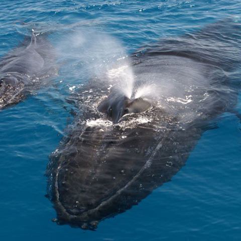 an animal swimming in the water