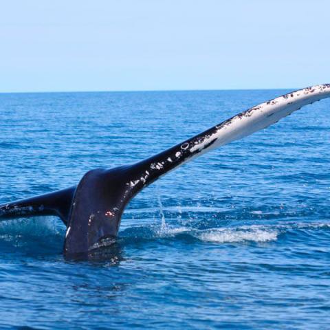 a whale swimming in a body of water