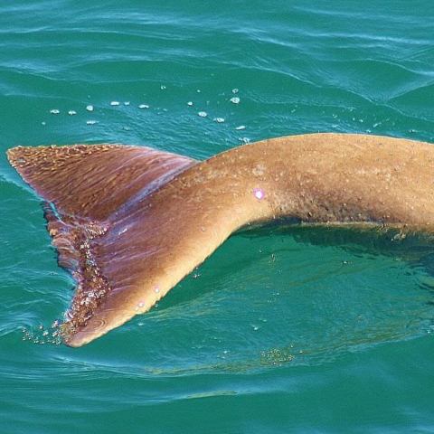 a bird swimming in water next to the ocean