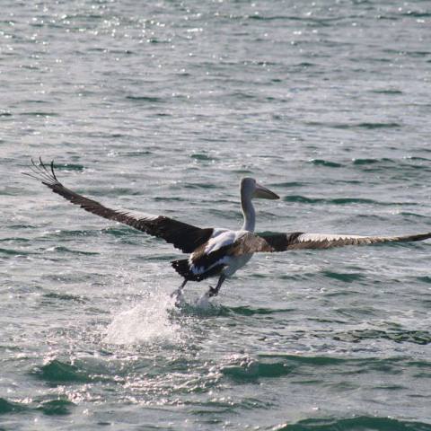 a bird flying over a body of water