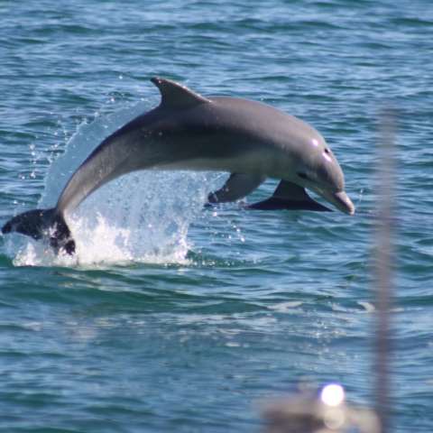 a dolphin jumping out of the water