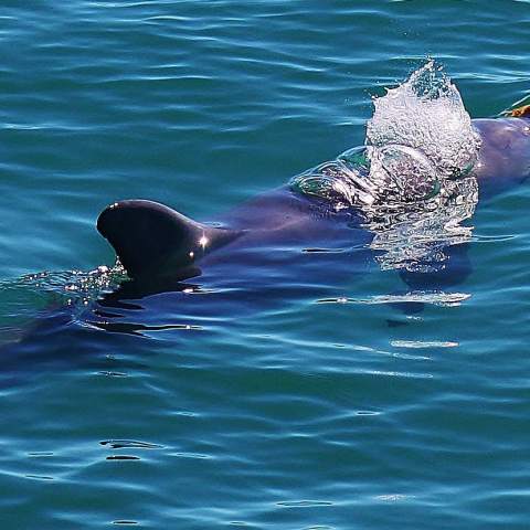 an animal swimming in the water