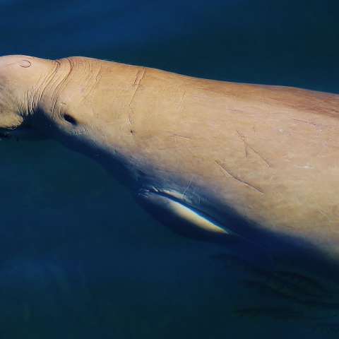 a fish swimming under water