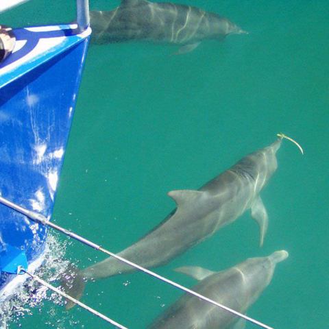 a dog swimming in a pool of water