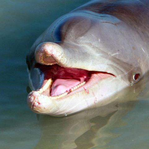 a close up of a fish swimming under water