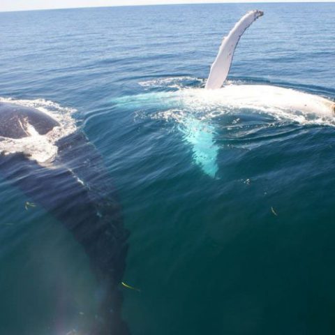 an animal swimming in the water